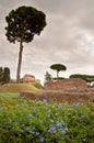 Domus Augustana baths ruins and tree in palatine hill at Rome Royalty Free Stock Photo