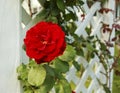 Don juan red climbing rose on garden trellis on a sunny day Royalty Free Stock Photo