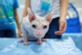 A Don sphinx cream color cat with blue eyes sits tensely on a blue rug and looks away Royalty Free Stock Photo