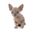 Don Sphinx kitten over white