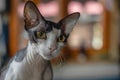 Don Sphynx Brash cat against the background of homely blurred interior Royalty Free Stock Photo