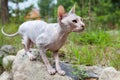 Don sphynx cat braces for jump somebody in grass, standing on stone Royalty Free Stock Photo