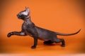 Don Sphynx cat on colored backgrounds