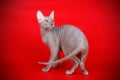 Don Sphynx cat on colored backgrounds