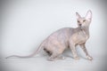 Don Sphynx cat on colored backgrounds