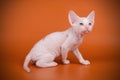 Don Sphynx cat on colored backgrounds