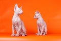 Don Sphynx cat on colored backgrounds