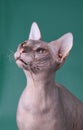 Don Sphynx cat on colored backgrounds