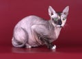 Don Sphynx cat on colored backgrounds