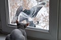 Don Sphynx cat looks out the window at the kissing pigeons Royalty Free Stock Photo