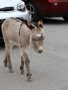 Don`t feed the baby donkeys, Oatman Arizona Royalty Free Stock Photo