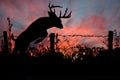 Don't Fence Me In - White Tail Buck Royalty Free Stock Photo