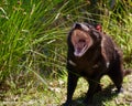 Tasmanian Devil not to be messed with.