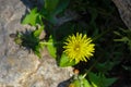 Don`t spray the dandilions - wild dandilion growing in the crevice of a rock in late spring Royalty Free Stock Photo