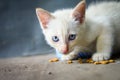 Don't you dare to take my meal, a young white fur wild kitten feels annoyed of the camera when it is having his meal