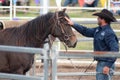 Donal Hancock, Horseman, Training Horse at Festival