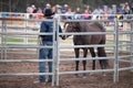 Donal Hancock, Horseman, Training Horse at Festival