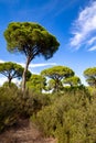 Donana national park Royalty Free Stock Photo