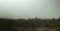 Donard Forest on Foggy Day