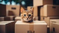 Donation concept cat in empty cardboard box in new home, surrounded by moving supplies