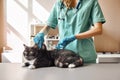 Almost done! Young female veterinarian in work uniform making an injection to a black and fluffy cat with scared eyes Royalty Free Stock Photo