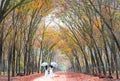 Two girls in long dress to cover umbrella holding hands, going end of road in rubber forest