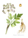 Quai (Angelica sinensis) Royalty Free Stock Photo