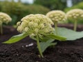 Dong Quai (Angelica sinensis)