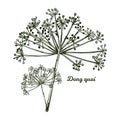 Dong quai female ginseng Angelica sinensis herb belonging to family Apiaceae, indigenous to China, vector illustration. Yellowish