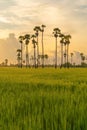 Dong Tan trees in green rice field in national park at sunset in Sam Khok district in rural area, Pathum Thani, Thailand. Nature Royalty Free Stock Photo