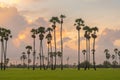 Dong Tan trees in green rice field in national park at sunset in Sam Khok district in rural area, Pathum Thani, Thailand. Nature Royalty Free Stock Photo