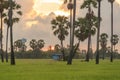 Dong Tan trees in green rice field in national park at sunset in Sam Khok district in rural area, Pathum Thani, Thailand. Nature Royalty Free Stock Photo