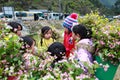 VAN, HA GIANG, VIETNAM, December 18th, 2017: Unidentified ethnic minority kids with baskets of rapeseed flower in Hagiang Royalty Free Stock Photo