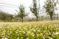 VAN, HA GIANG, VIETNAM, October 13th, 2018: Hill of buckwheat flowers Ha Giang, Vietnam. Hagiang is a northernmost province