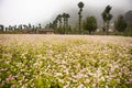 VAN, HA GIANG, VIETNAM, October 13th, 2018: Hill of buckwheat flowers Ha Giang, Vietnam. Hagiang is a northernmost province