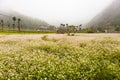 VAN, HA GIANG, VIETNAM, October 13th, 2018: Hill of buckwheat flowers Ha Giang, Vietnam. Hagiang is a northernmost province