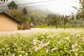 VAN, HA GIANG, VIETNAM, October 13th, 2018: Hill of buckwheat flowers Ha Giang, Vietnam. Hagiang is a northernmost province