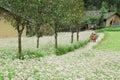 VAN, HA GIANG, VIETNAM, October 20th, 2018: Hill of buckwheat flowers Ha Giang, Vietnam. Hagiang is a northernmost province