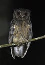 Donkerbruine Schreeuwuil, Tawny-bellied Screech Owl, Megascops watsonii Royalty Free Stock Photo