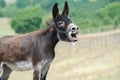 Donkey