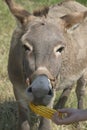 Donkey Royalty Free Stock Photo