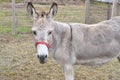 Donkey Royalty Free Stock Photo