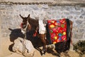 Donkey Royalty Free Stock Photo