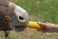 Girl hand feeding a donkey