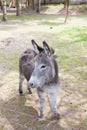 donkey Royalty Free Stock Photo