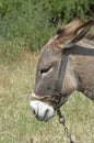 Portrait of a bound donkey