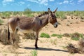 Donkey Royalty Free Stock Photo