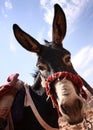 Donkey Royalty Free Stock Photo