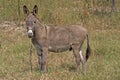 Bound donkey in a meadow Royalty Free Stock Photo