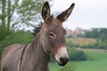 Donkey Royalty Free Stock Photo